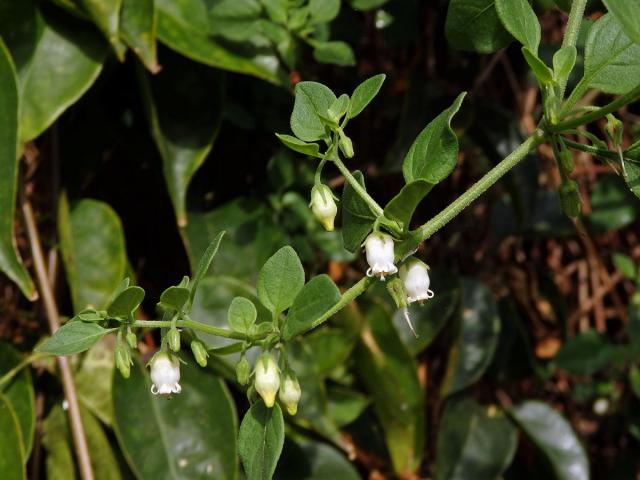 Salpichroa origanifolia (Lam.) Thellung