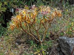 Pryšec (Euphorbia atropurpurea Brouss. ex Willd.)