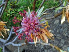 Pryšec (Euphorbia atropurpurea Brouss. ex Willd.)