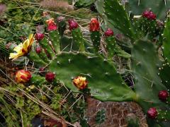 Opuncie (Opuntia monacantha (Willdenow) Haworth)