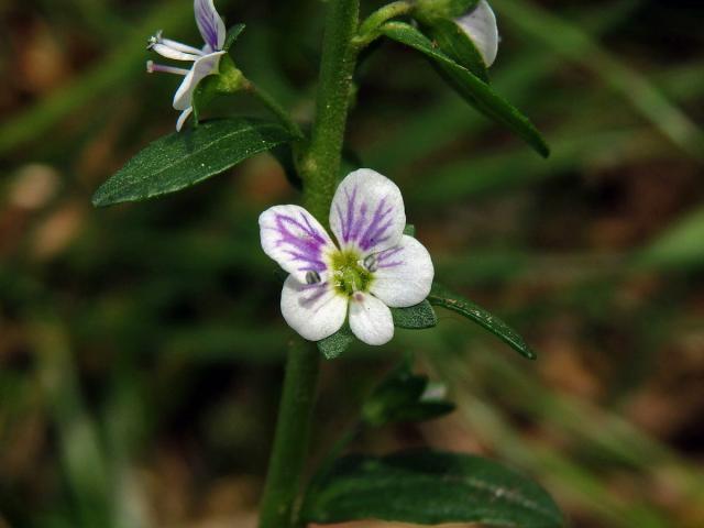 Rozrazil douškolistý (Veronica serpyllifolia L.), pětičetný květ (1a)