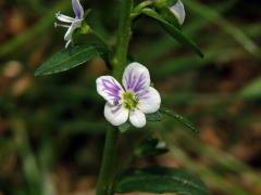Rozrazil douškolistý (Veronica serpyllifolia L.), pětičetný květ (1a)