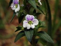 Rozrazil douškolistý (Veronica serpyllifolia L.), pětičetný květ (2)