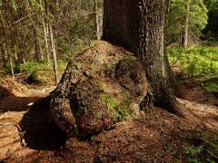 Smrk ztepilý (Picea abies (L.) Karsten) (14a) s nádorem na kmeni