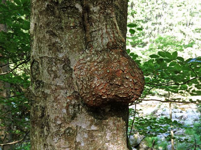 Nádor na buku lesním (Fagus sylvatica L.) (25a)