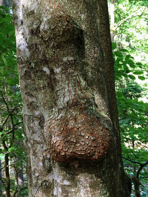 Nádor na buku lesním (Fagus sylvatica L.) (25b)
