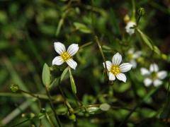Len počistivý (Linum catharticum L.) s čtyřčetným květem (2a)