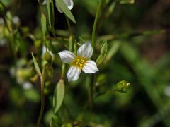 Len počistivý (Linum catharticum L.) (2b)