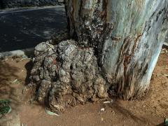 Tumory na blahovičníku (Eucalyptus L´Hér) (4)