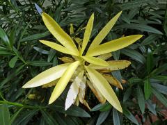 Oleandr obecný (Nerium oleander L.) (2b), keř s částečným chyběním chlorofylu