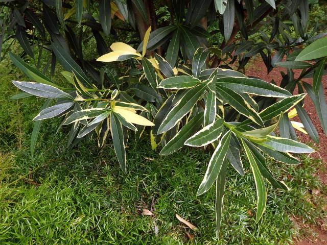 Oleandr obecný (Nerium oleander L.) (2c), keř s částečným chyběním chlorofylu