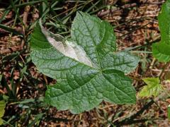 Chybění chlorofylu javoru klenu (Acer pseudoplatanus L.) (1f)