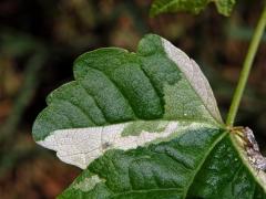 Chybění chlorofylu javoru klenu (Acer pseudoplatanus L.) (1g)