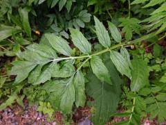 Kozlík lékařský (Valeriana officinalis L.), zdvojený list (2)