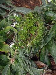 Hadinec (Echium simplex DC.) s fasciací stonku