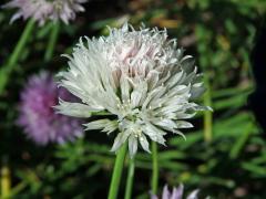 Pažitka pobřežní (Allium schoenoprasum L.) s bílými květy