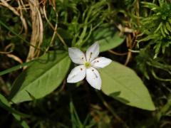 Sedmikvítek evropský (Trientalis europaea L.) - pětičetný květ