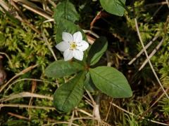 Sedmikvítek evropský (Trientalis europaea L.) - šestičetný květ (1a)