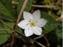 Sedmikvítek evropský (Trientalis europaea L.) - šestičetný květ (1b)