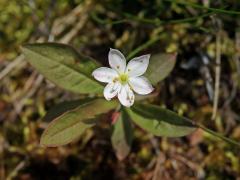 Sedmikvítek evropský (Trientalis europaea L.) - šestičetný květ (2)