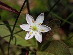 Sedmikvítek evropský (Trientalis europaea L.) - šestičetný květ (3)