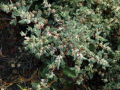 Forsskaolea angustifolia Retz.