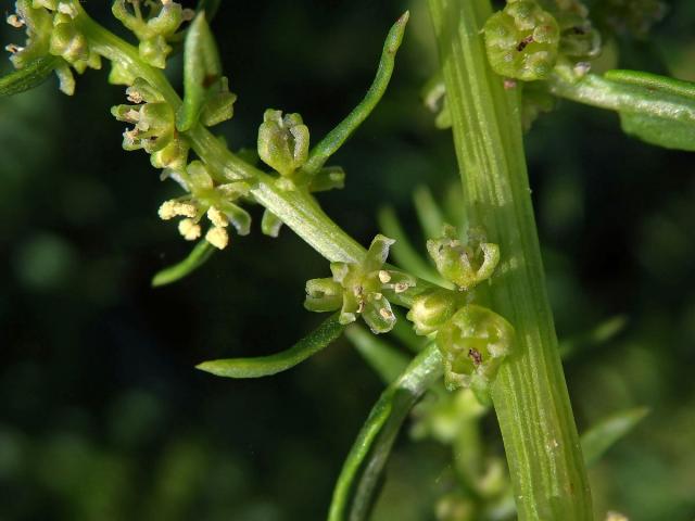 Patellifolia procumbens (Chr. Sm.) J. Scott., Ford. Rob. et J. T. Williams