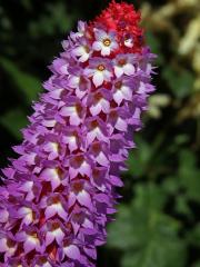 Prvosenka vstavačokvětá (Primula vialii Delavay ex Frenchet)