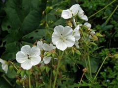 Kakost luční (Geranium pratense L.) - květy bez barviva (3a)