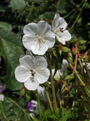 Kakost luční (Geranium pratense L.) - květy bez barviva (3b)
