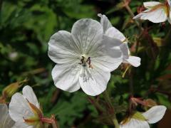Kakost luční (Geranium pratense L.) - květy bez barviva (3c)