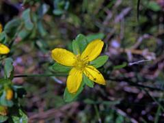 Třezalka rozprostřená (Hypericum humifusum L.), čtyřčetný květ (4)