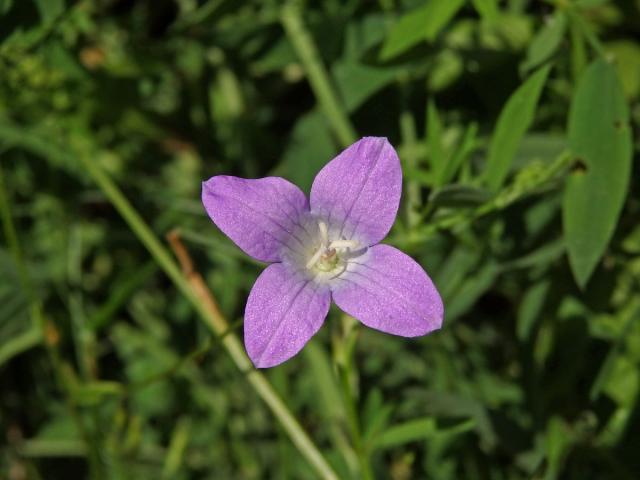 Zvonek rozkladitý (Campanula patula L.) - čtyřčetný květ (5)