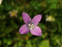 Zvonek rozkladitý (Campanula patula L.) - čtyřčetný květ (6)