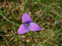Zvonek rozkladitý (Campanula patula L.) - trojčetný květ (3)
