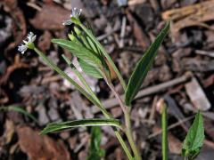 Vrbovka žláznatá (Epilobium ciliatum Raf.) s bílými květy