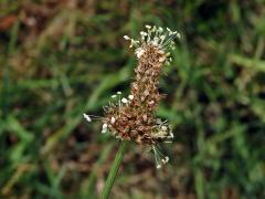 Jitrocel kopinatý (Plantago lanceolata L.) - větvené květenství (10)