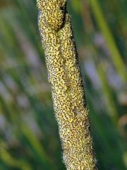 Orobinec sítinovitý (Typha laxmennii Lepech.)