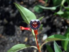 Hlazenec ohnivý (Cuphea ignea A. DC.)