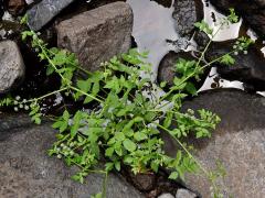 Miřík plazivý (Apium repens L.)