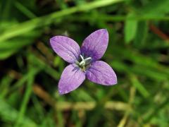 Zvonek rozkladitý (Campanula patula L.) - čtyřčetný květ (7)