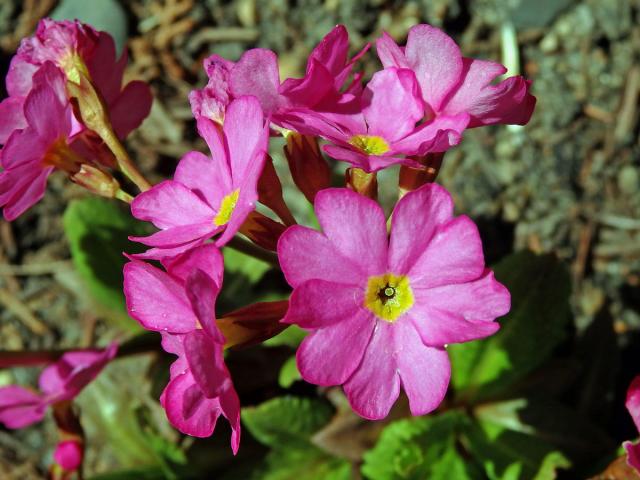Prvosenka růžová (Primula rosea Royle)