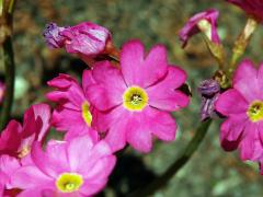 Prvosenka růžová (Primula rosea Royle)