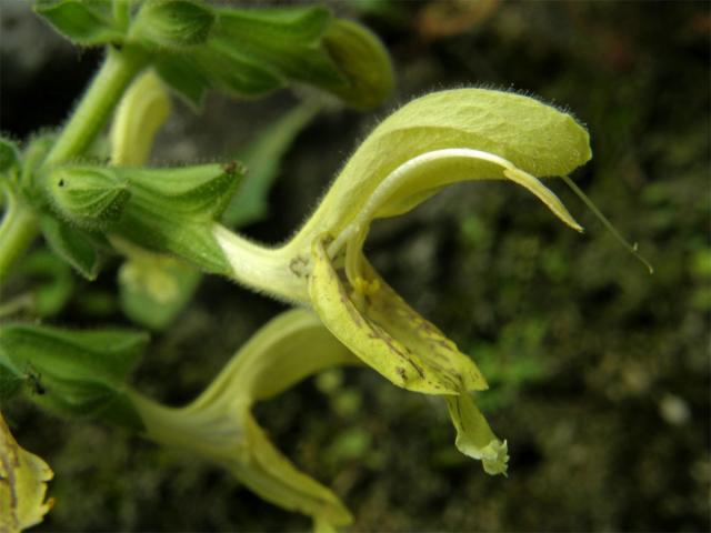 Šalvěj lepkavá (Salvia glutinosa L.)
