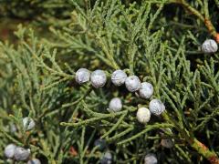 Jalovec čínský (Juniperus chinensis L.)