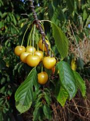 Třešeň ptačí (Prunus avium (L.) L.) se žlutámi plody (1a)