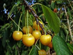 Třešeň ptačí (Prunus avium (L.) L.) se žlutámi plody (1b)