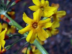Prvosenka (Primula bulleyana Forrest) s šestičetným květem