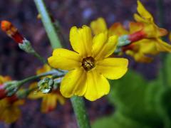 Prvosenka (Primula bulleyana Forrest) s šestičetným květem