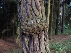 Tumor na borovici lesní (Pinus sylvestris L.) (22a)